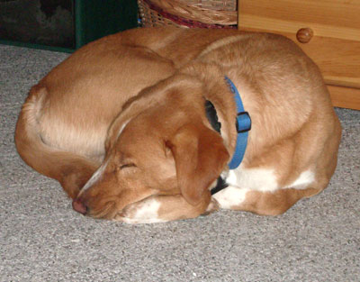 My pup, Levi, asleep on the carpet.