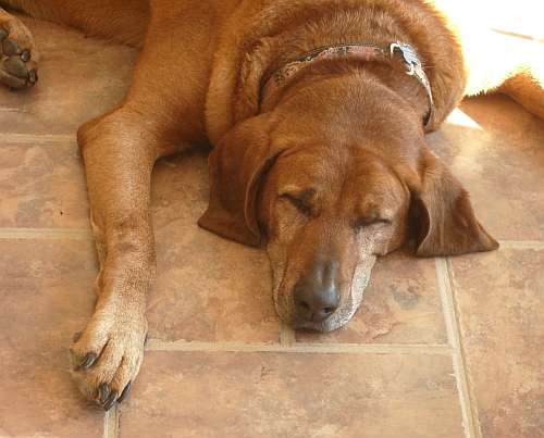 Otter the dog asleep on tile floor.