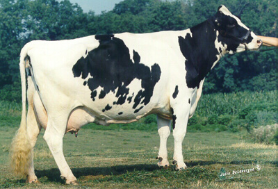 picture of a black and white cow