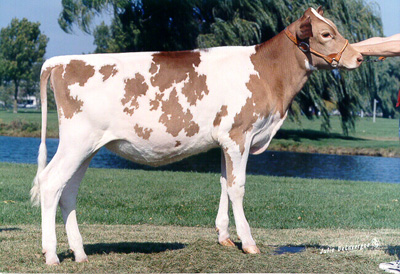 picture of a brown and white cow